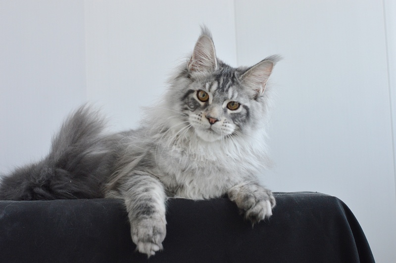 Apple Akbars - Kitten maine-coon 4 months 2.5 weeks
