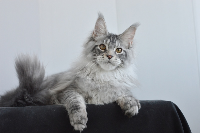Apple Akbars - Kitten maine-coon 4 months 2.5 weeks