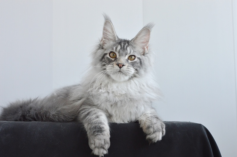 Apple Akbars - Kitten maine-coon 4 months 2.5 weeks