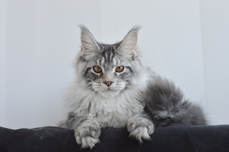 Apple Akbars - Kitten maine-coon 4 months 2.5 weeks