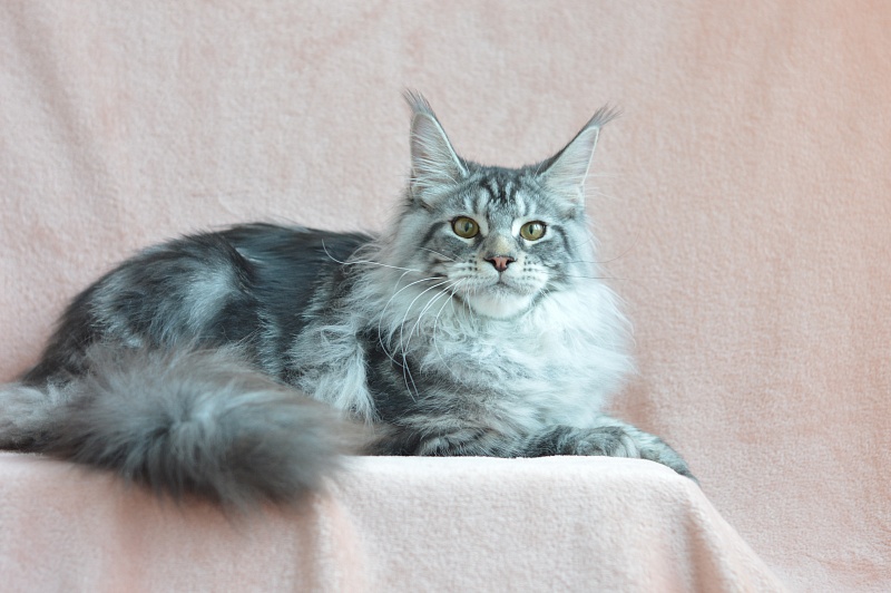 Apple Akbars - Kitten maine-coon 5 months 0.5 weeks
