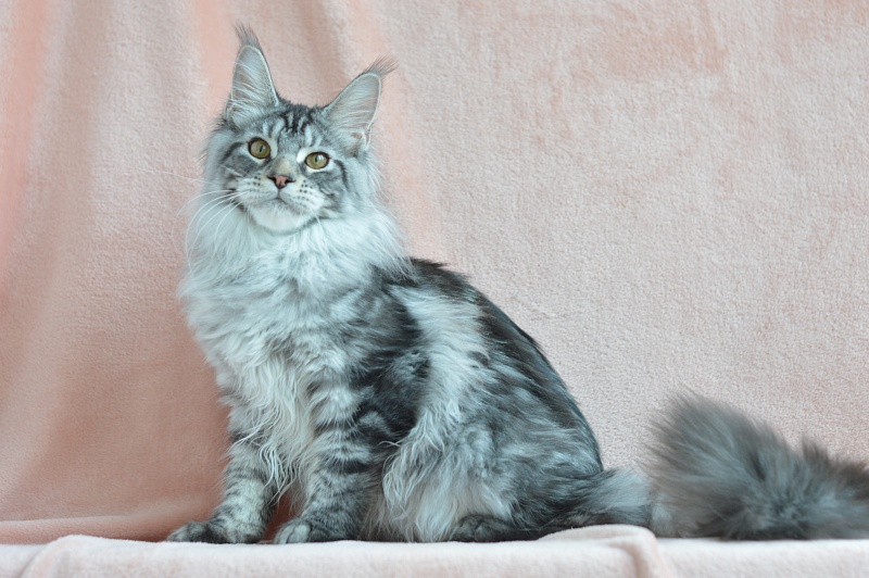 Apple Akbars - Kitten maine-coon 5 months 0.5 weeks
