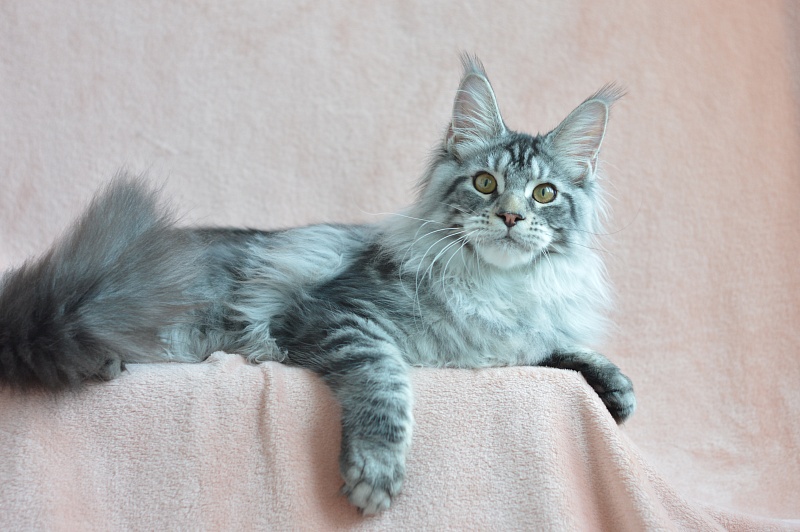 Apple Akbars - Kitten maine-coon 5 months 0.5 weeks