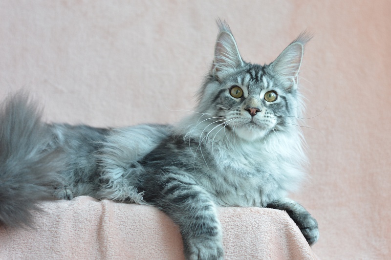 Apple Akbars - Kitten maine-coon 5 months 0.5 weeks