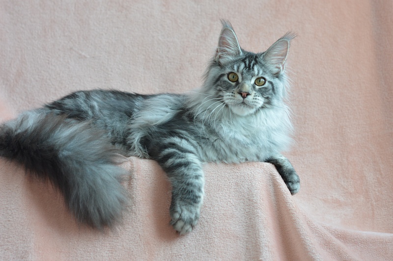 Apple Akbars - Kitten maine-coon 5 months 0.5 weeks
