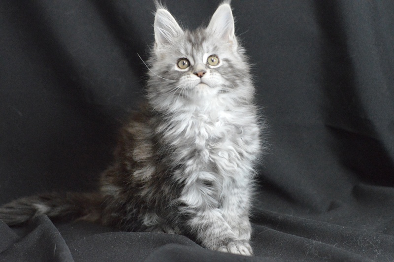 Apple Akbars - Kitten maine-coon 1 month 2 weeks