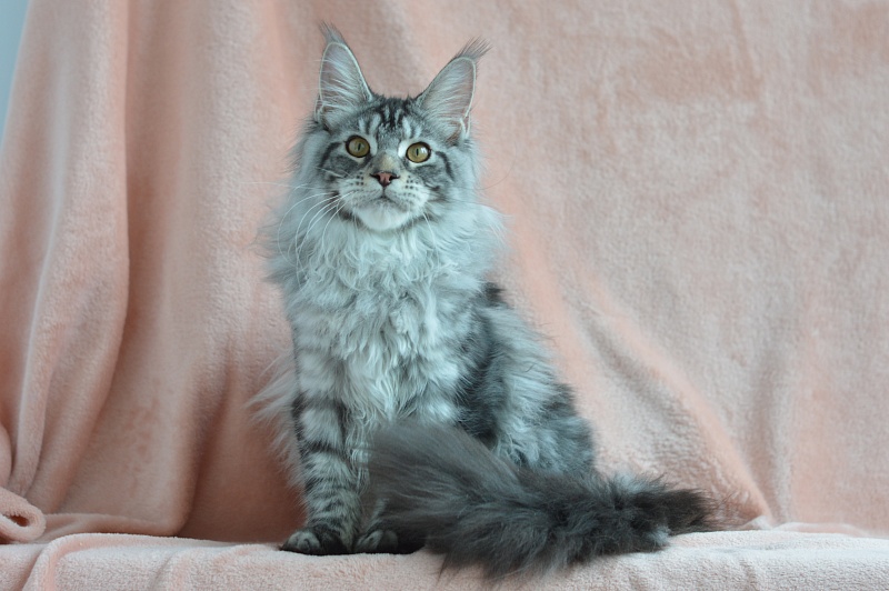 Apple Akbars - Kitten maine-coon 5 months 0.5 weeks