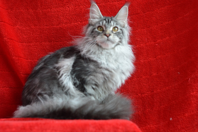 Apple Akbars - Kitten maine-coon 5 months 1.5 week