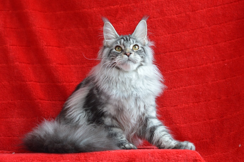Apple Akbars - Kitten maine-coon 5 months 1.5 week