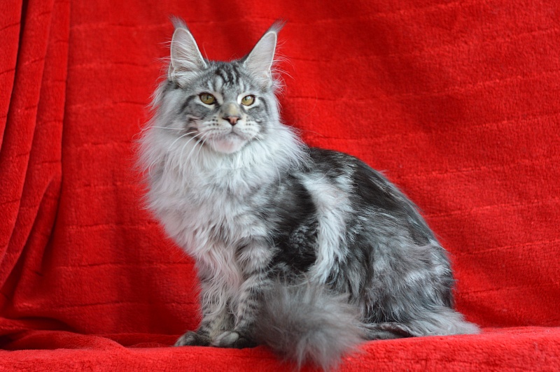 Apple Akbars - Kitten maine-coon 5 months 1.5 week
