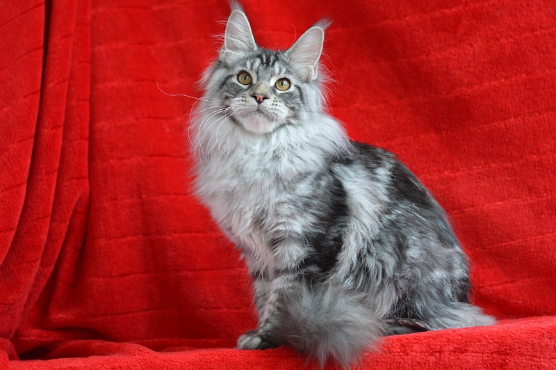 Apple Akbars - Kitten maine-coon 5 months 1.5 week
