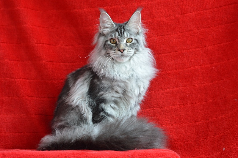 Apple Akbars - Kitten maine-coon 5 months 1.5 week