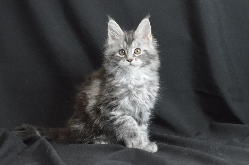 Apple Akbars - Kitten maine-coon 1 month 2 weeks
