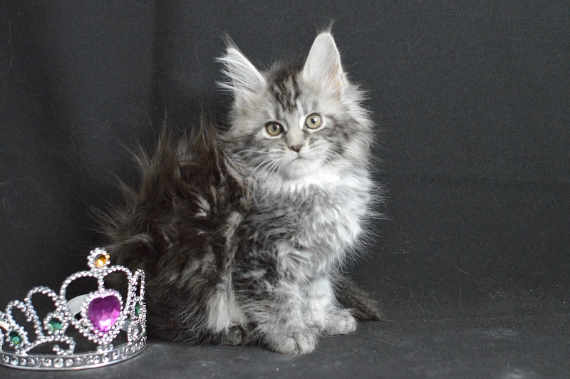 Alexandria Akbars - Kitten maine-coon