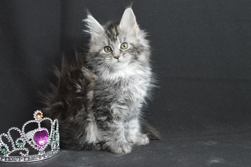Alexandria Akbars - Kitten maine-coon