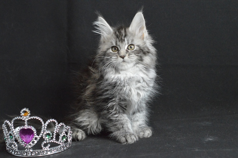 Alexandria Akbars - Kitten maine-coon