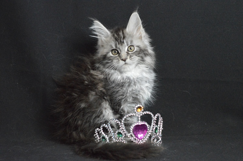Alexandria Akbars - Kitten maine-coon