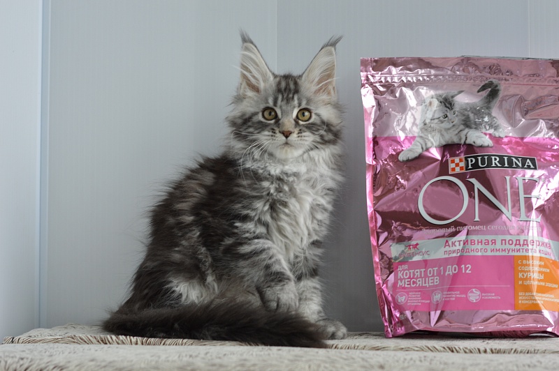 Alexandria Akbars - Kitten maine-coon 2 months 1 week