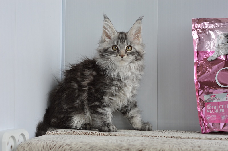 Alexandria Akbars - Kitten maine-coon 2 months 1 week