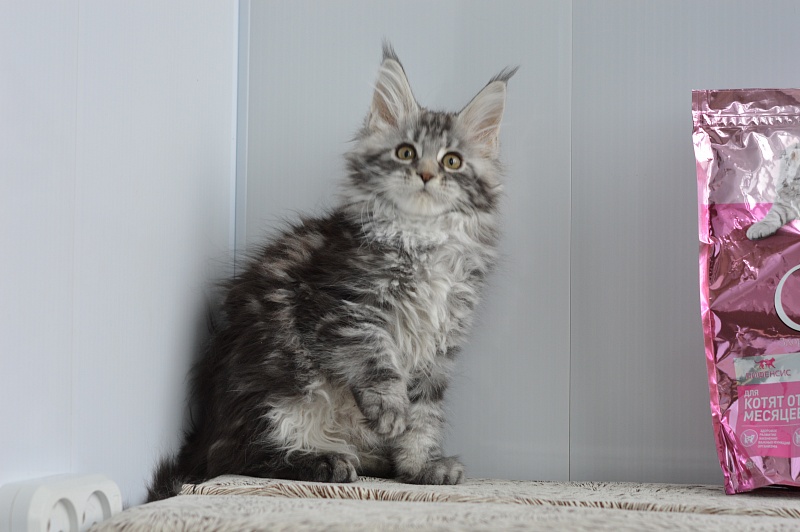 Alexandria Akbars - Kitten maine-coon 2 months 1 week