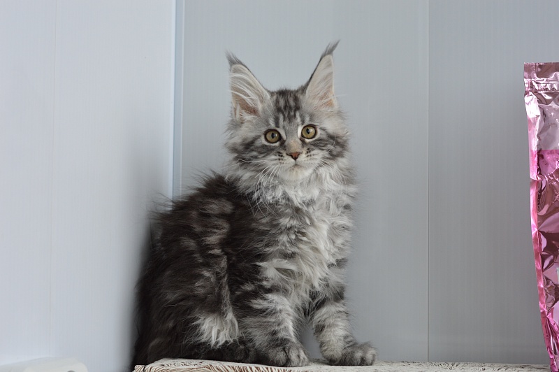 Alexandria Akbars - Kitten maine-coon 2 months 1 week