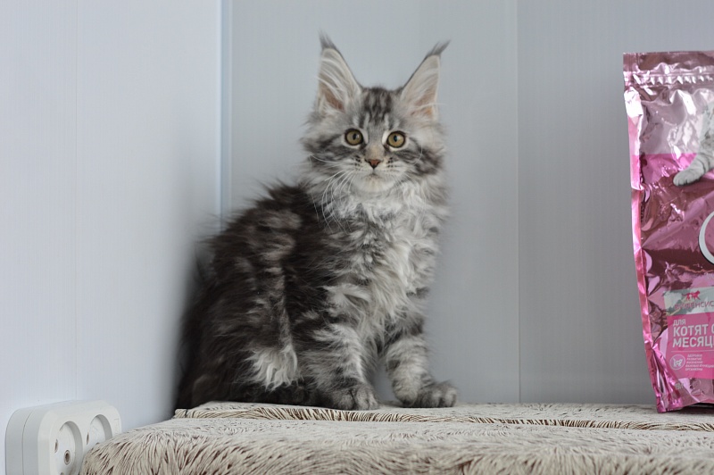 Alexandria Akbars - Kitten maine-coon 2 months 1 week