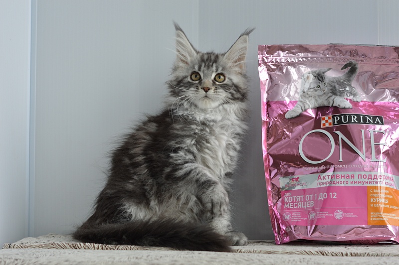 Alexandria Akbars - Kitten maine-coon 2 months 1 week