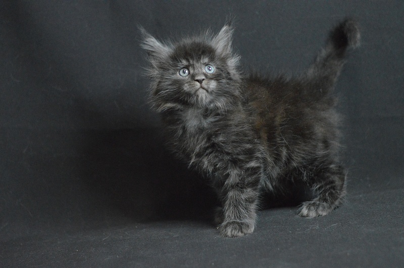 Chance Akbars - Kitten maine-coon 1 month 1.5 week