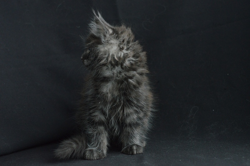 Chance Akbars - Kitten maine-coon 2 months 0.5 weeks