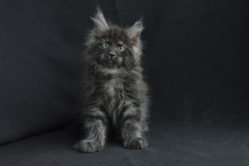 Chance Akbars - Kitten maine-coon 2 months 0.5 weeks