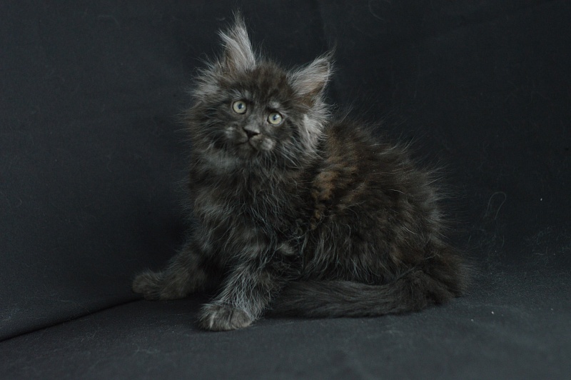 Chance Akbars - Kitten maine-coon 2 months 0.5 weeks