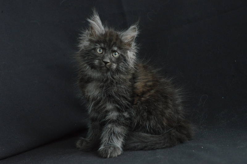 Chance Akbars - Kitten maine-coon 2 months 0.5 weeks