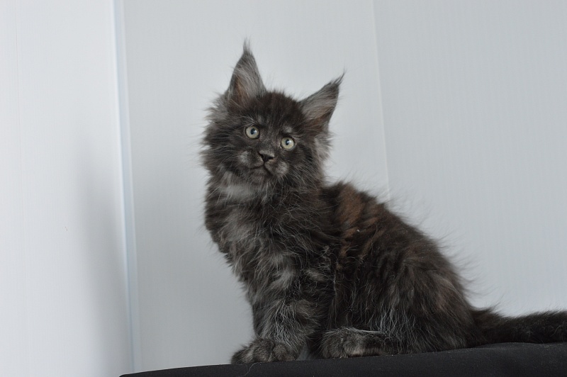 Chance Akbars - Kitten maine-coon 2 months 0.5 weeks