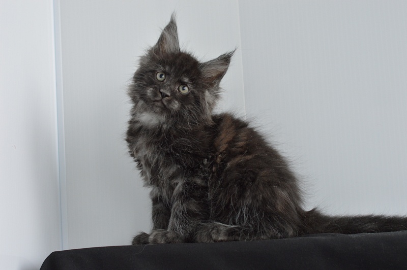 Chance Akbars - Kitten maine-coon 2 months 0.5 weeks