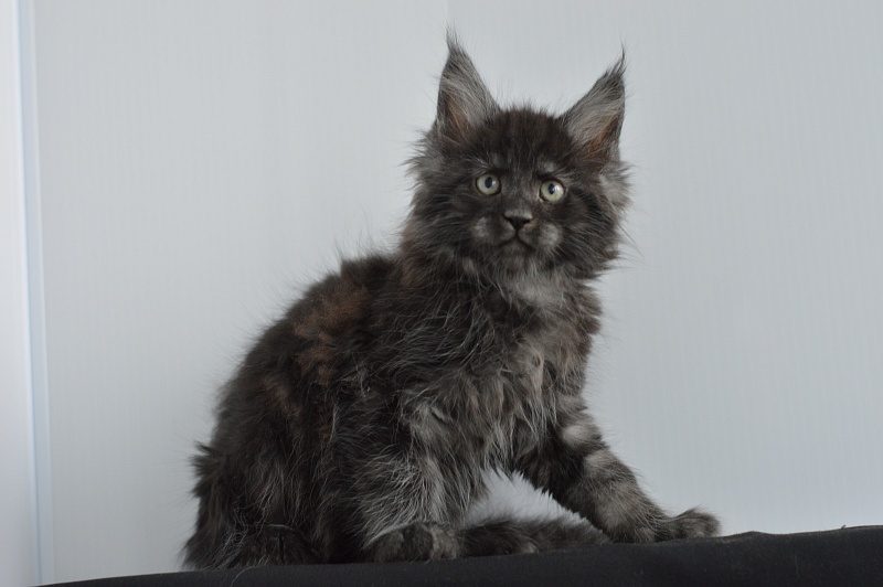Chance Akbars - Kitten maine-coon 2 months 0.5 weeks