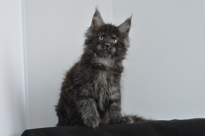 Chance Akbars - Kitten maine-coon 2 months 0.5 weeks