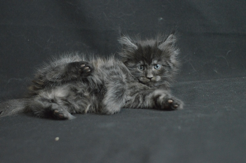 Chance Akbars - Kitten maine-coon 1 month 1.5 week
