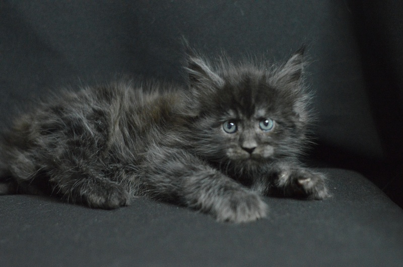 Chance Akbars - Kitten maine-coon 1 month 1.5 week