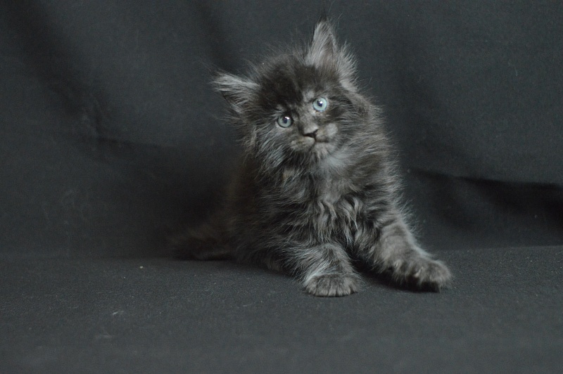 Chance Akbars - Kitten maine-coon 1 month 1.5 week