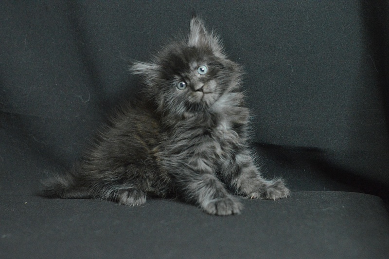 Chance Akbars - Kitten maine-coon 1 month 1.5 week