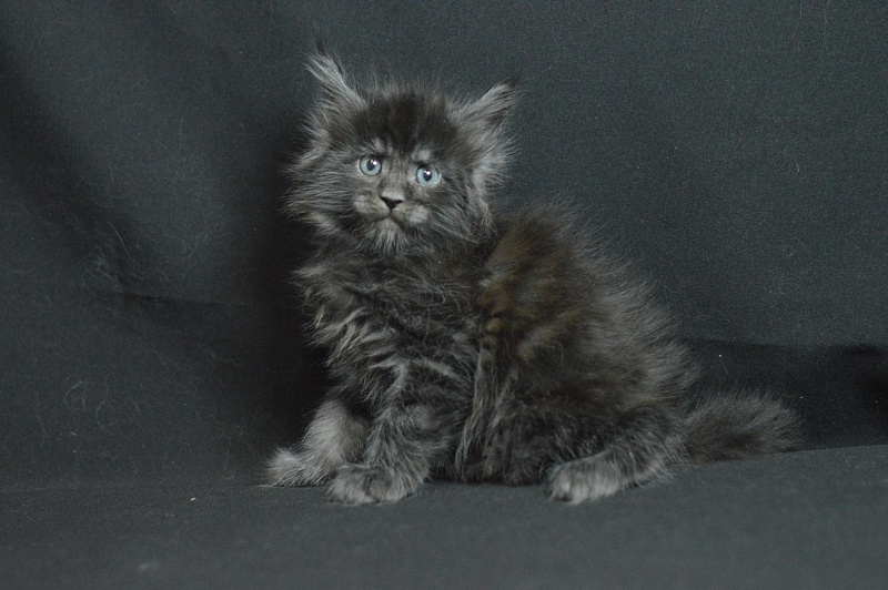 Chance Akbars - Kitten maine-coon 1 month 1.5 week