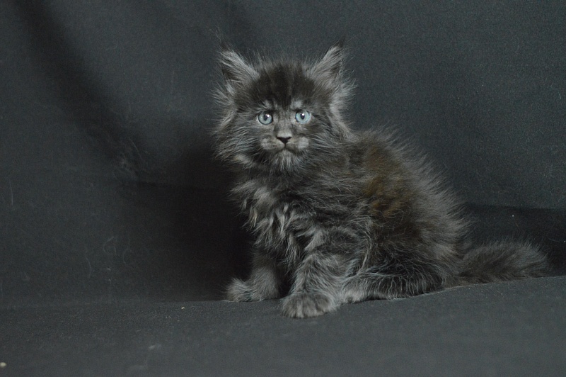 Chance Akbars - Kitten maine-coon 1 month 1.5 week
