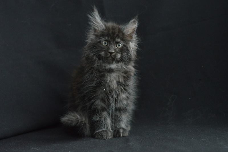 Chance Akbars - Kitten maine-coon 2 months 0.5 weeks