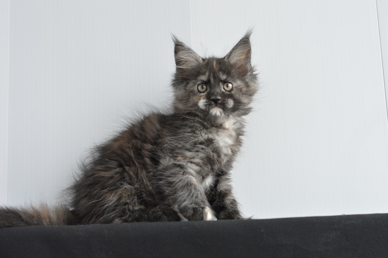 Coffee Akbars - Kitten maine-coon 2 months 0.5 weeks