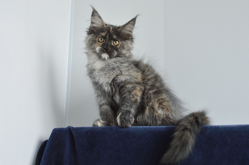 Coffee Akbars - Kitten maine-coon 2 months 4 weeks