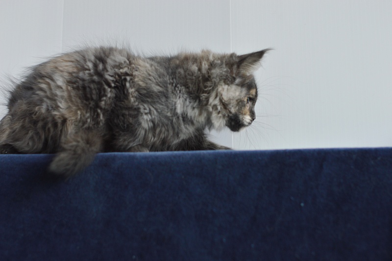 Coffee Akbars - Kitten maine-coon 2 months 4 weeks