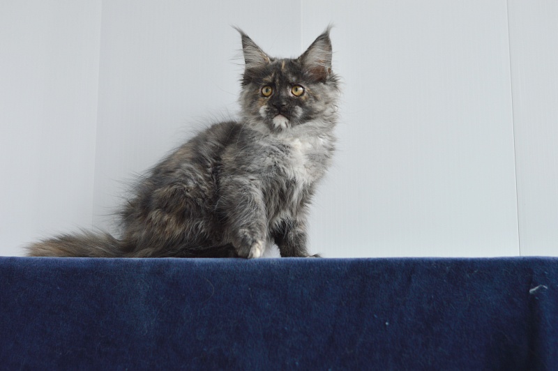 Coffee Akbars - Kitten maine-coon 2 months 4 weeks