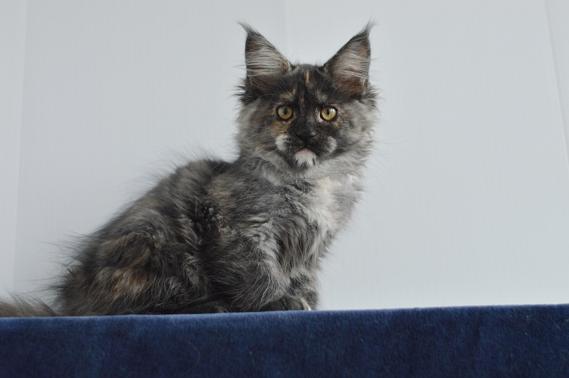 Coffee Akbars - Kitten maine-coon 2 months 4 weeks