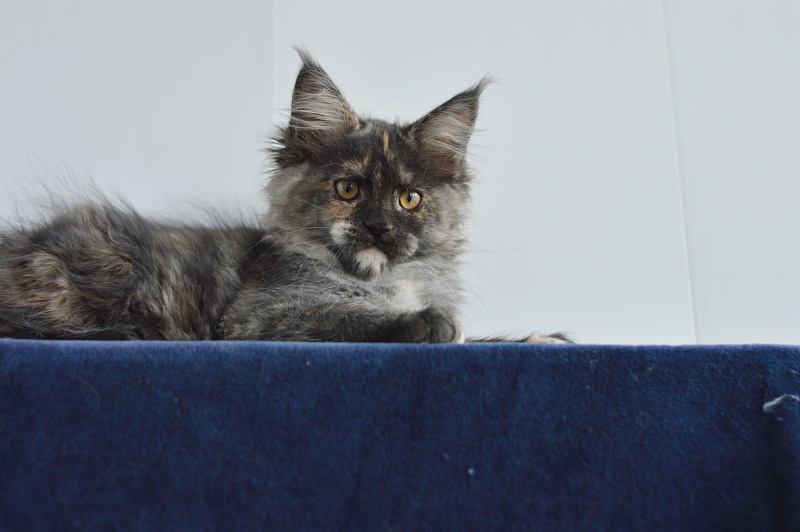Coffee Akbars - Kitten maine-coon 2 months 4 weeks