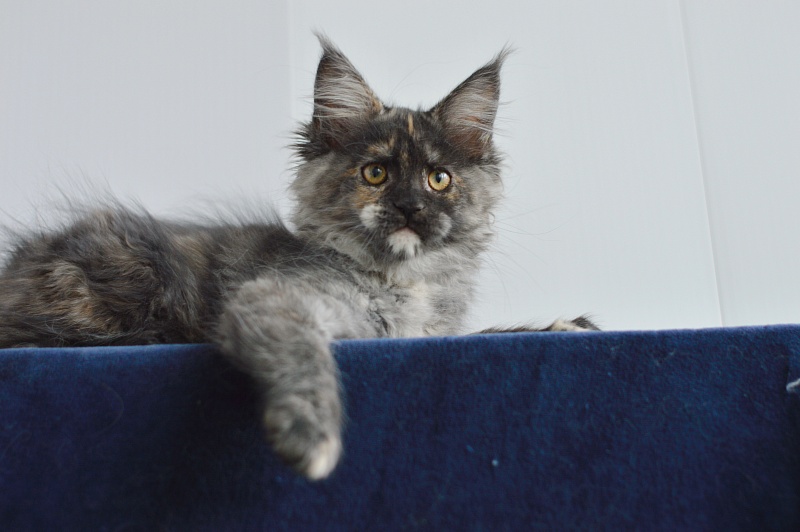 Coffee Akbars - Kitten maine-coon 2 months 4 weeks
